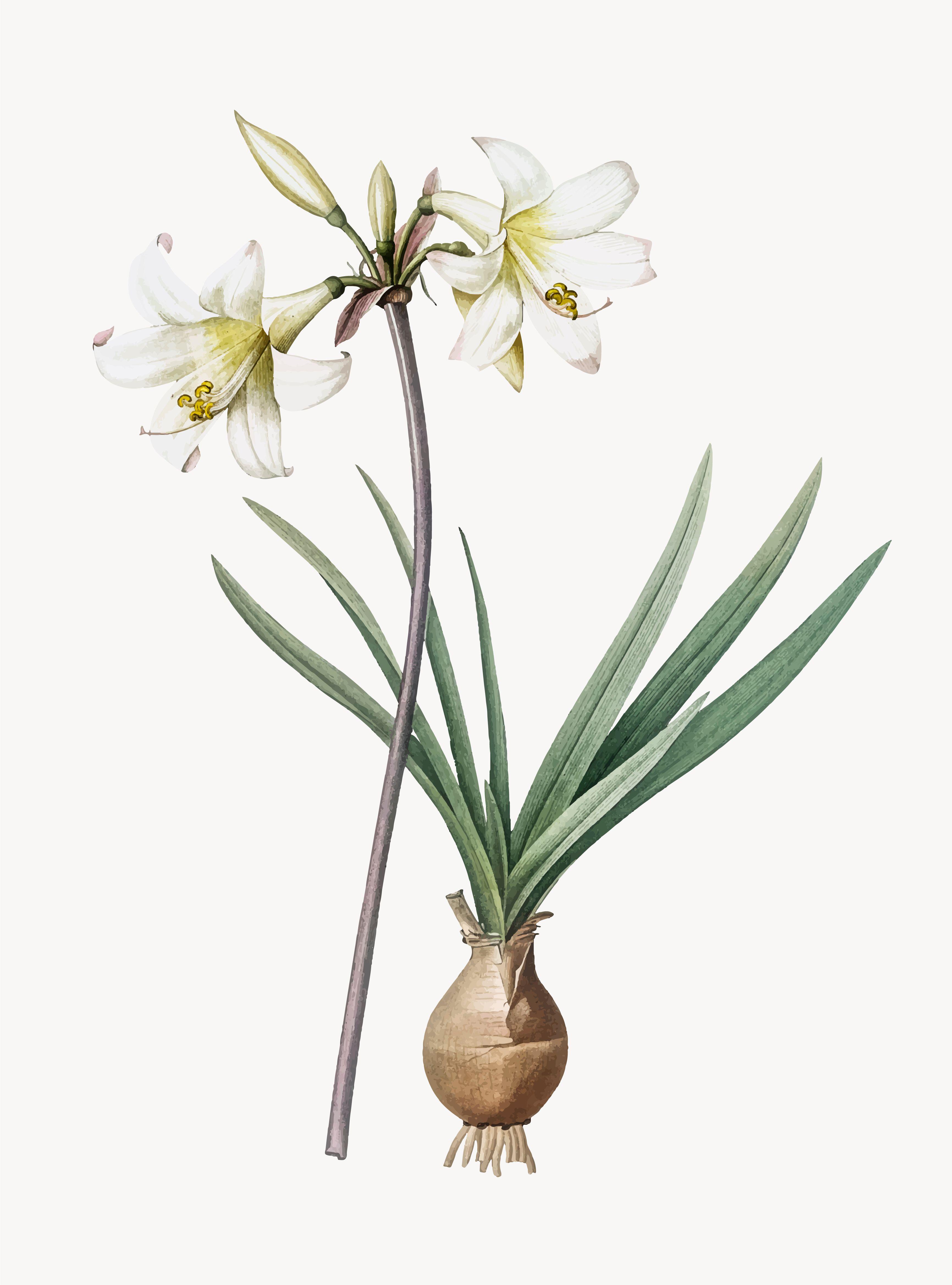 Lily